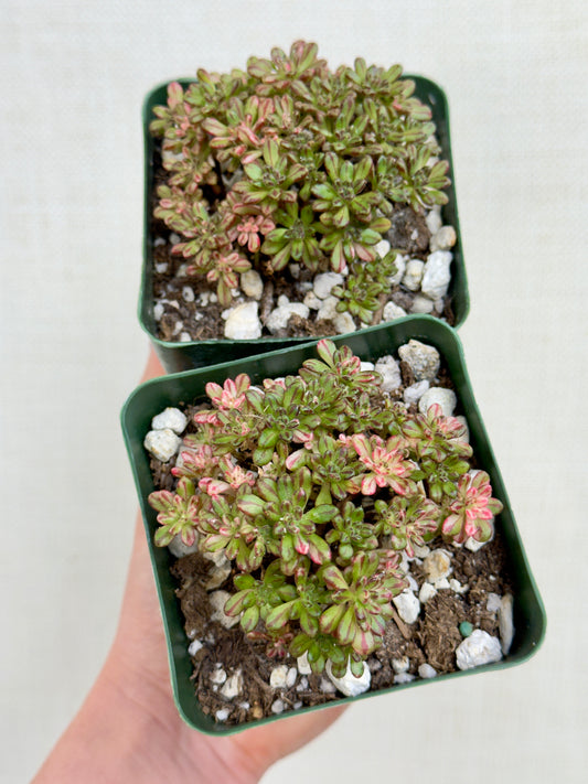 Aeonium Sedifolium Variegated