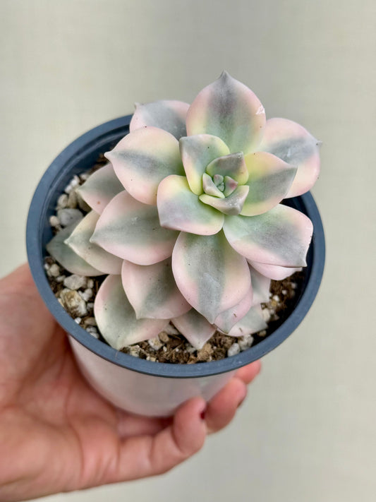 Echeveria Purple Delight