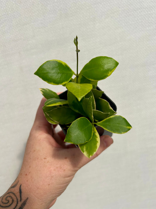 Hoya Heuschkeliana Albomarginata