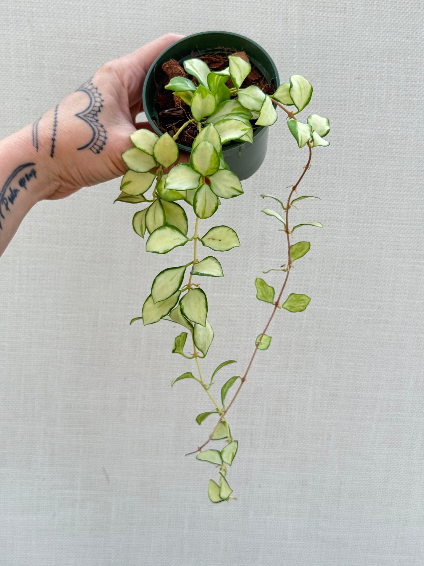Hoya Heuschkeliana Variegated