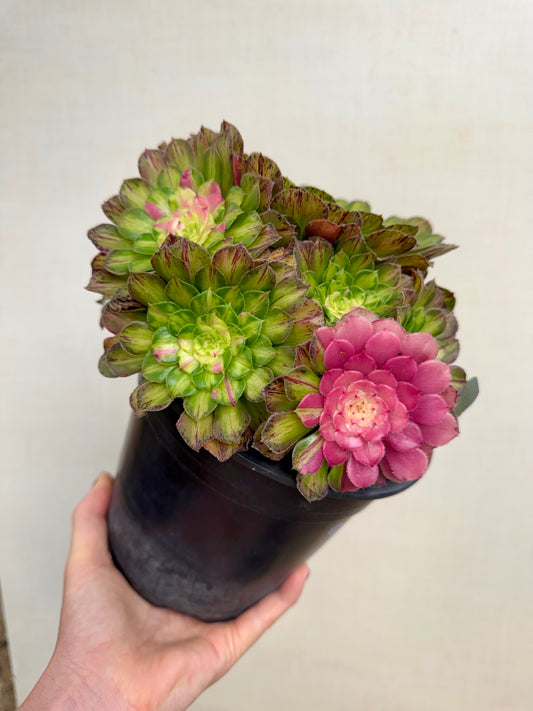 Aeonium Ultralight