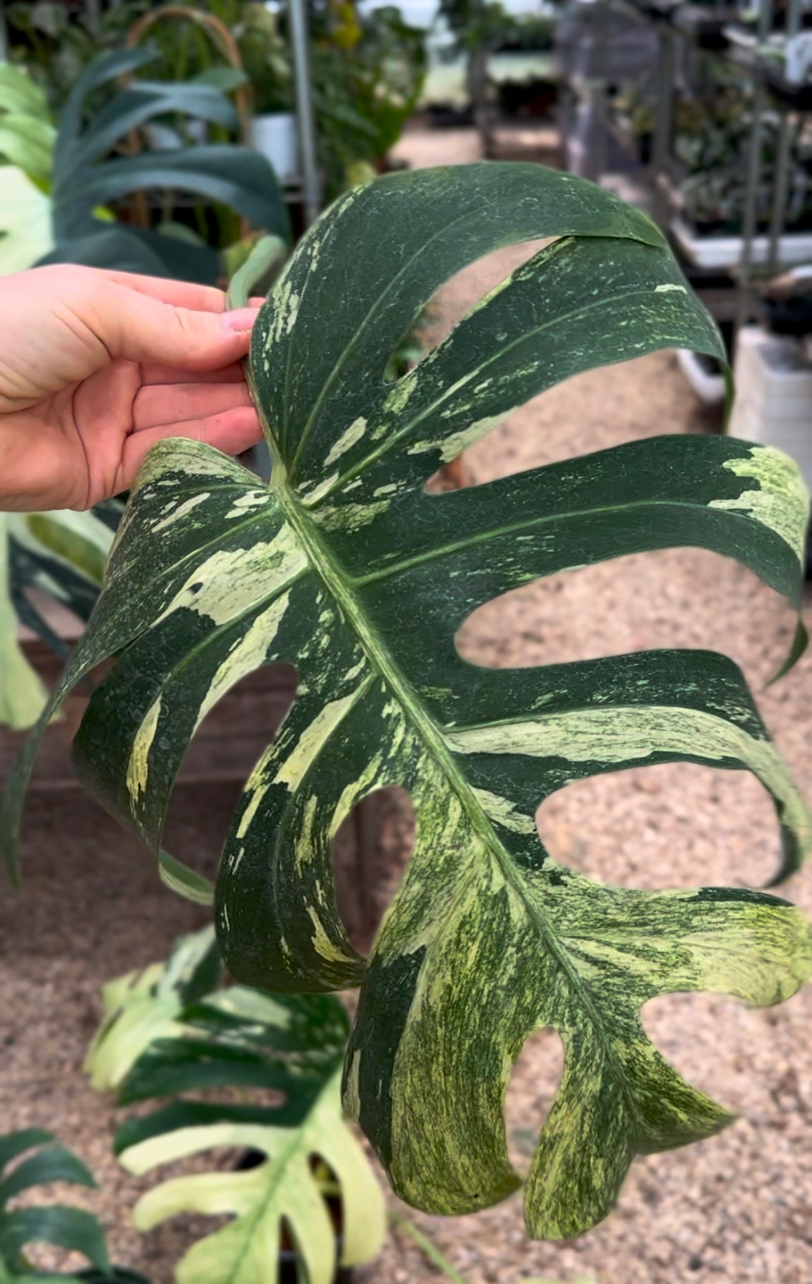 Monstera Mint