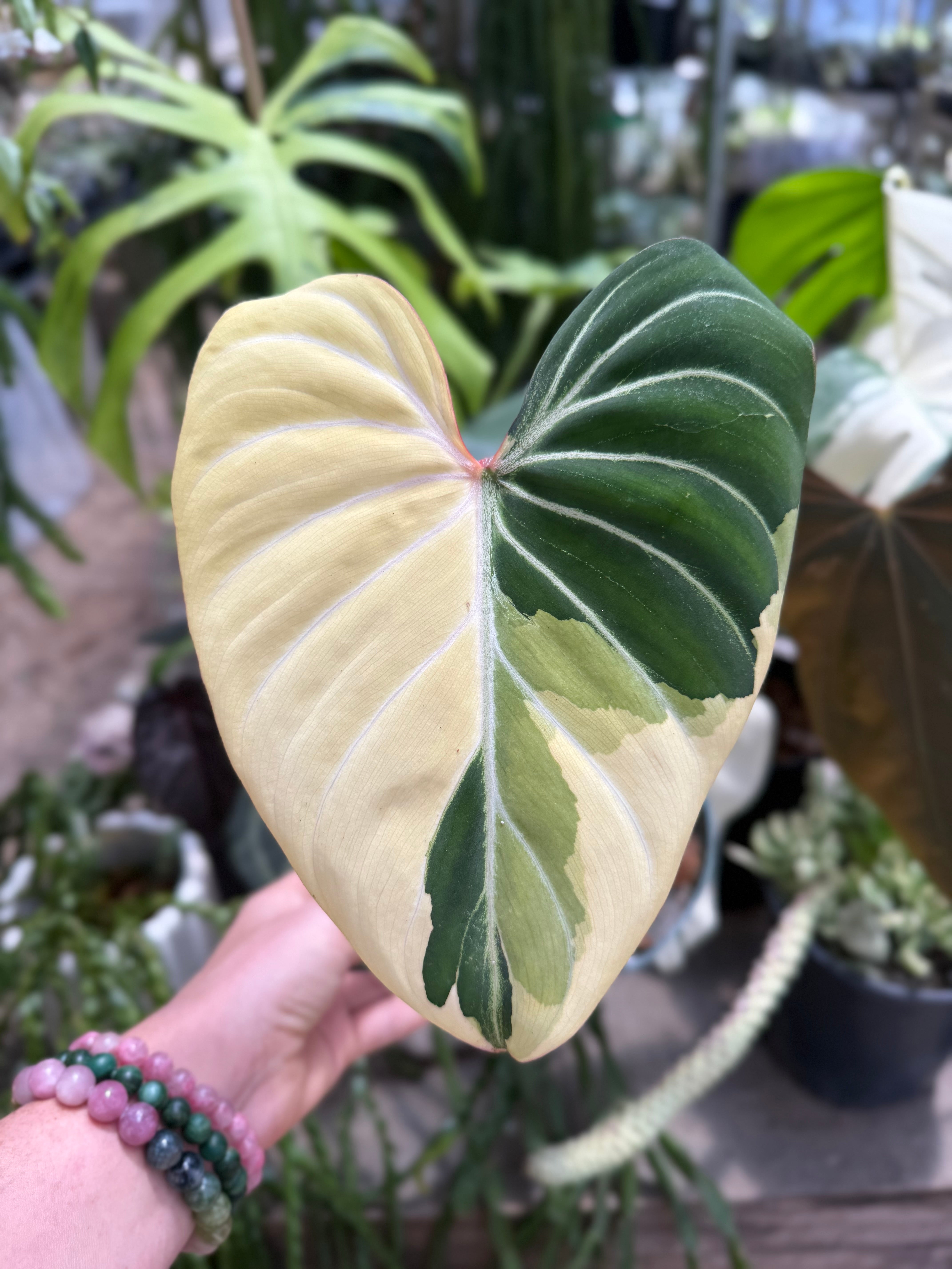 juvenile philodendron gloriosum Philodendron Gloriosum Type 1 – We Are Plant Lovers
