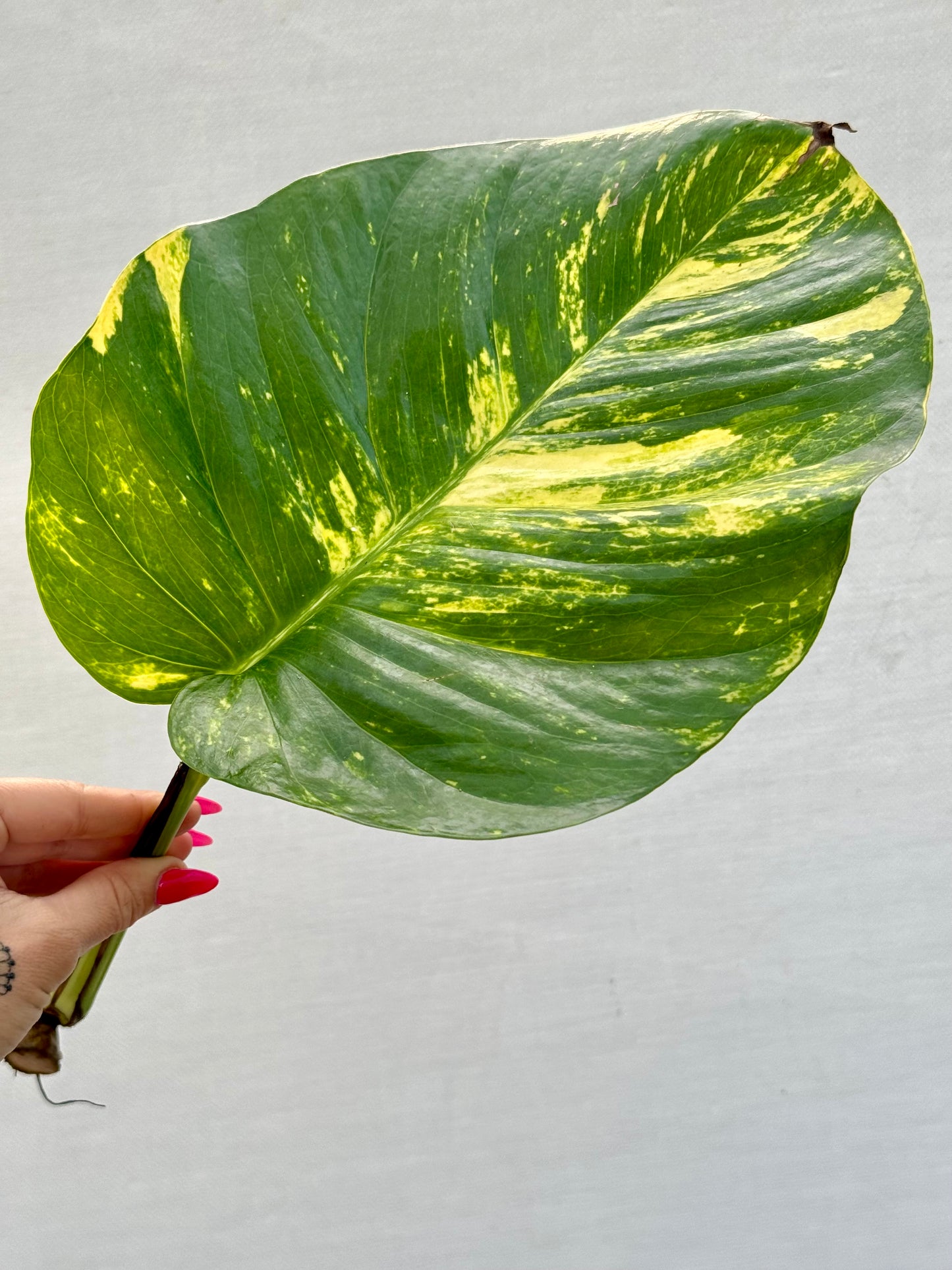 Giant Hawaiian Pothos