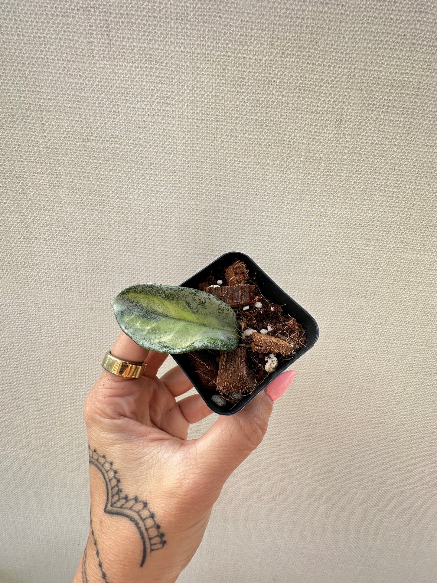 Hoya Argentea Princess
