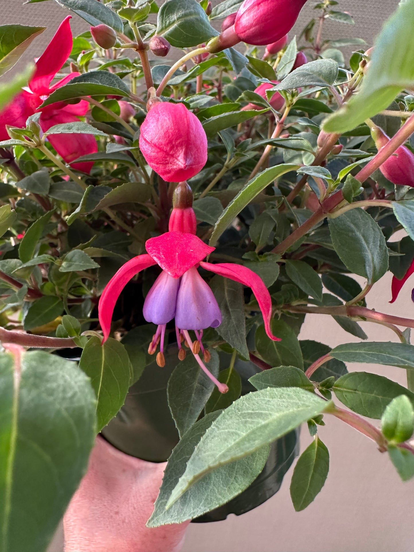 Fuschia