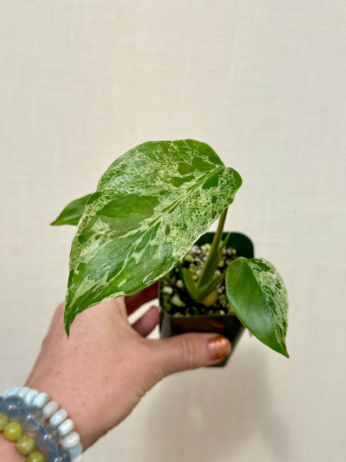Monstera Bulbasaur