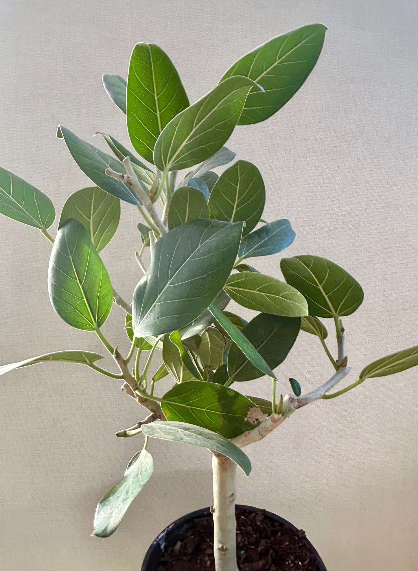 Ficus Audrey