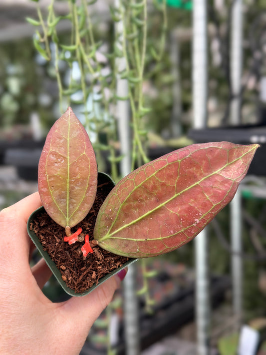 Hoya Tequila Sunrise