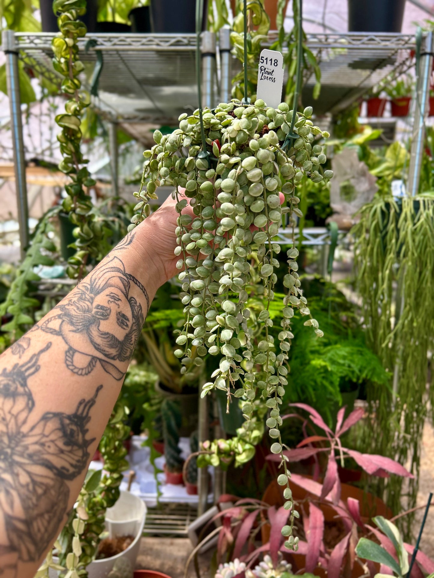 Dischidia Nummularia Variegated