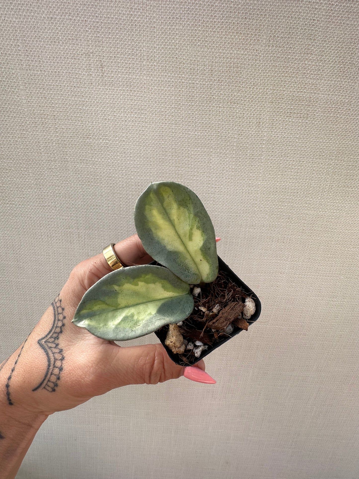 Hoya Argentea Princess