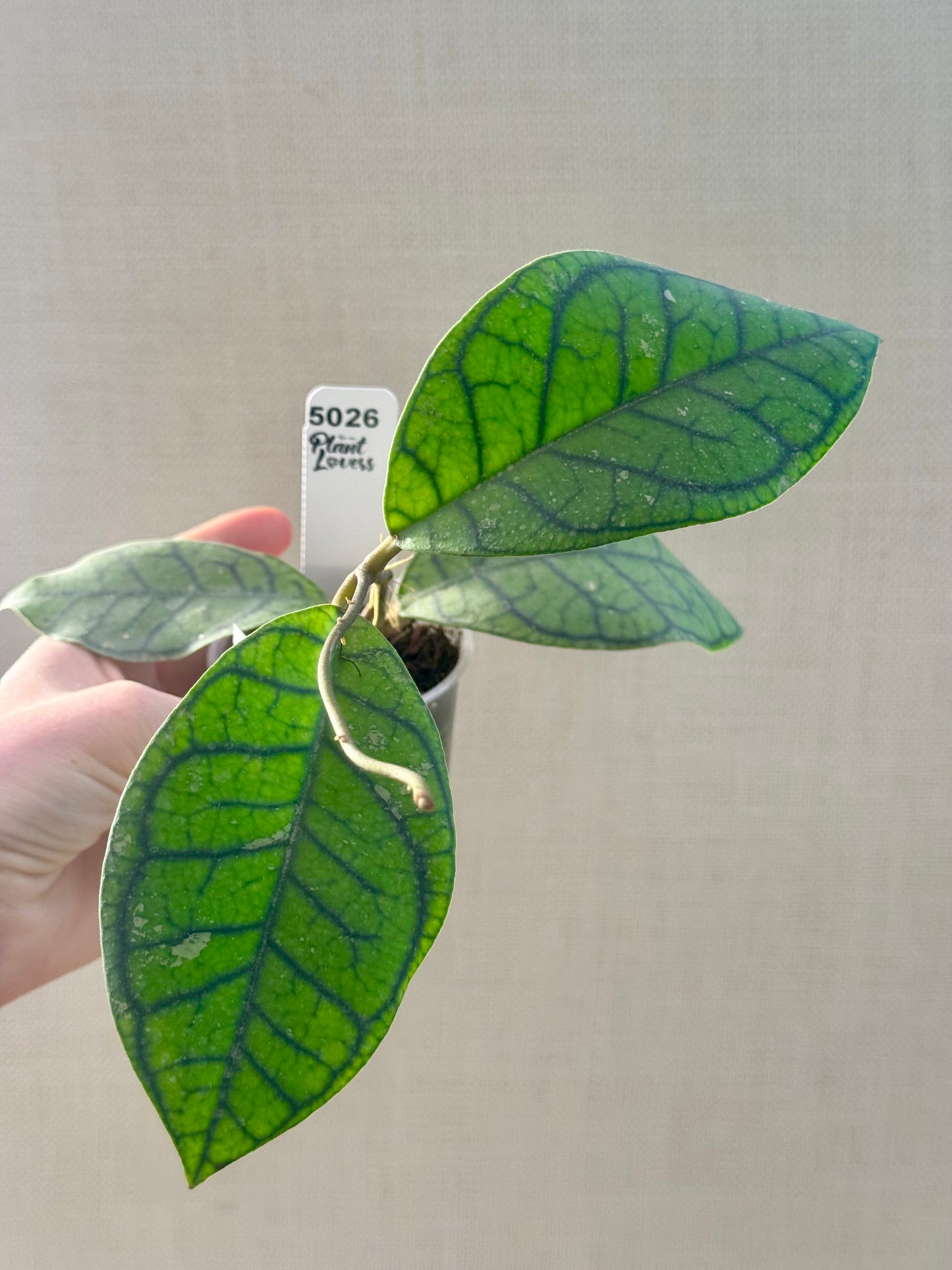 Callistophylla Vena