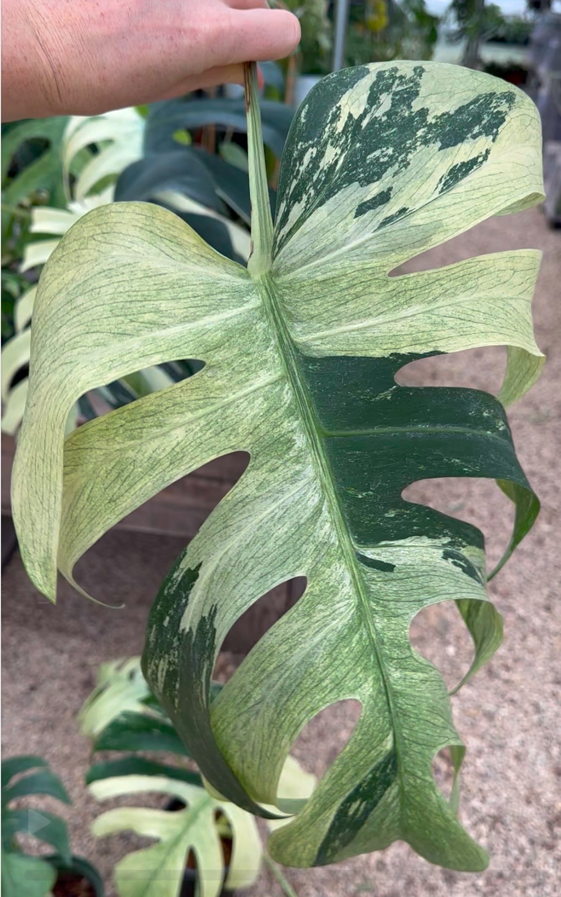 Monstera Mint