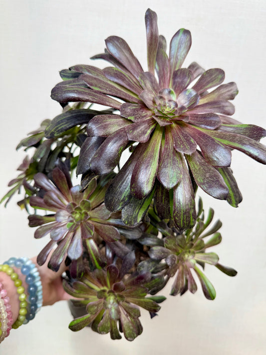 Aeonium Big Bang