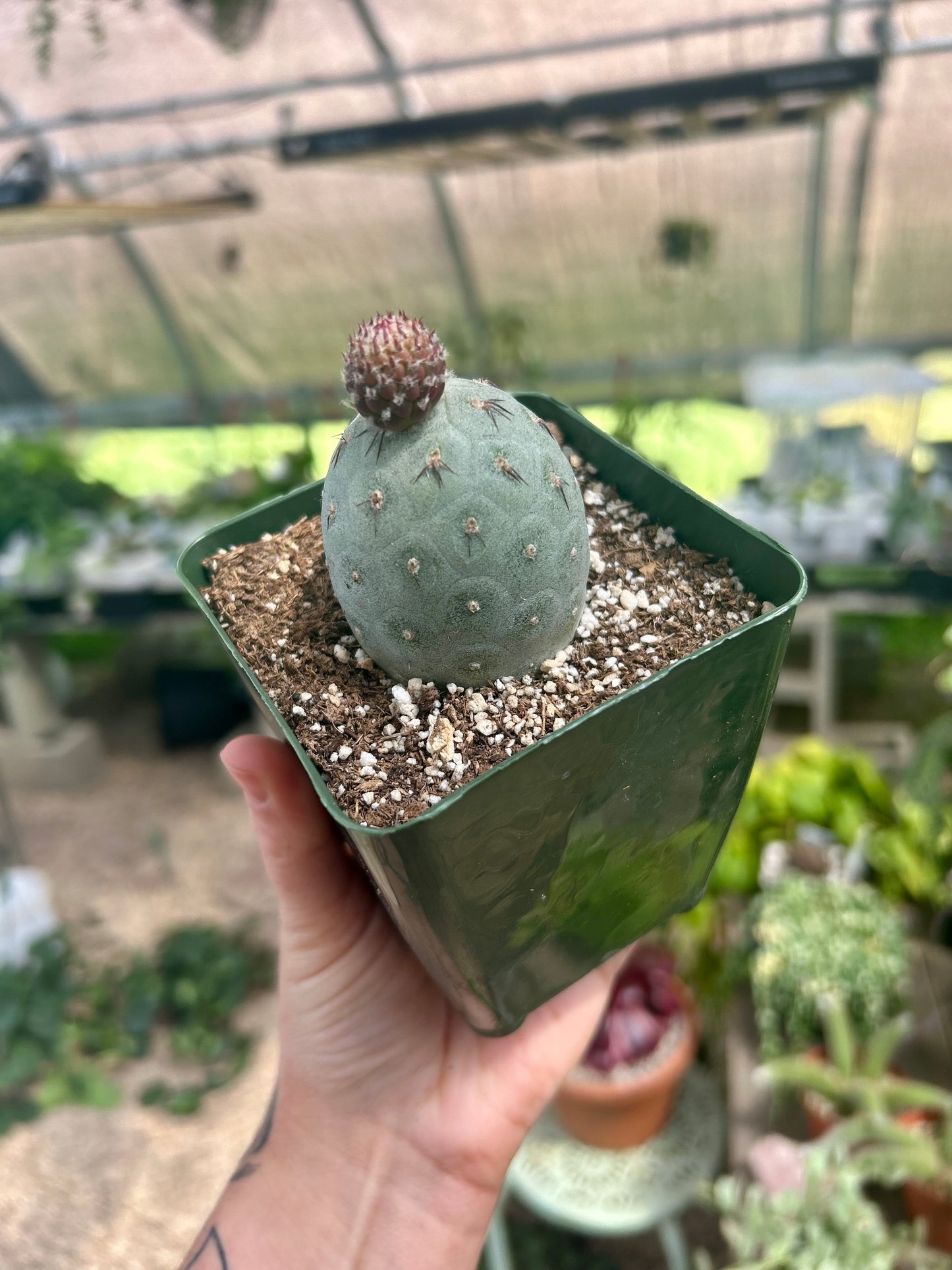 Tephrocactus Geometricus