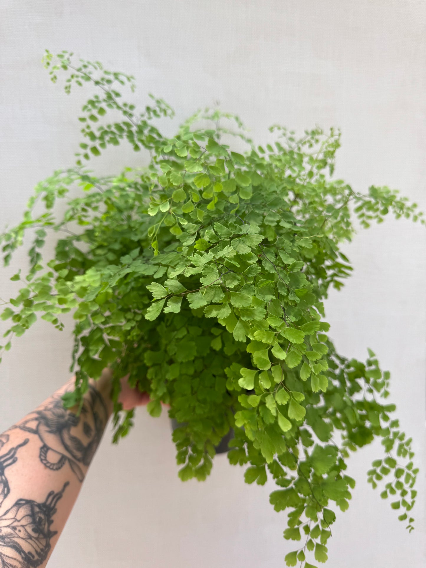 Maiden Hair Fern