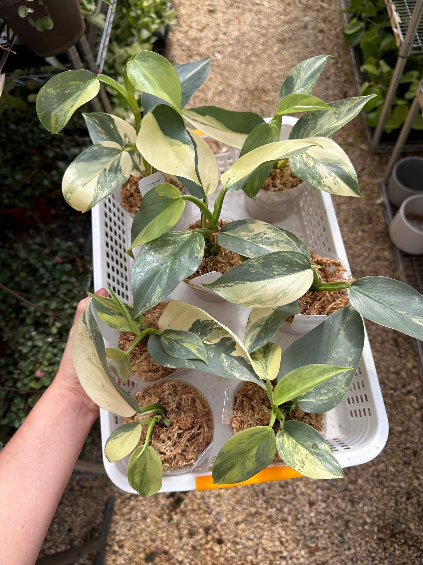 Variegated Silver Sword