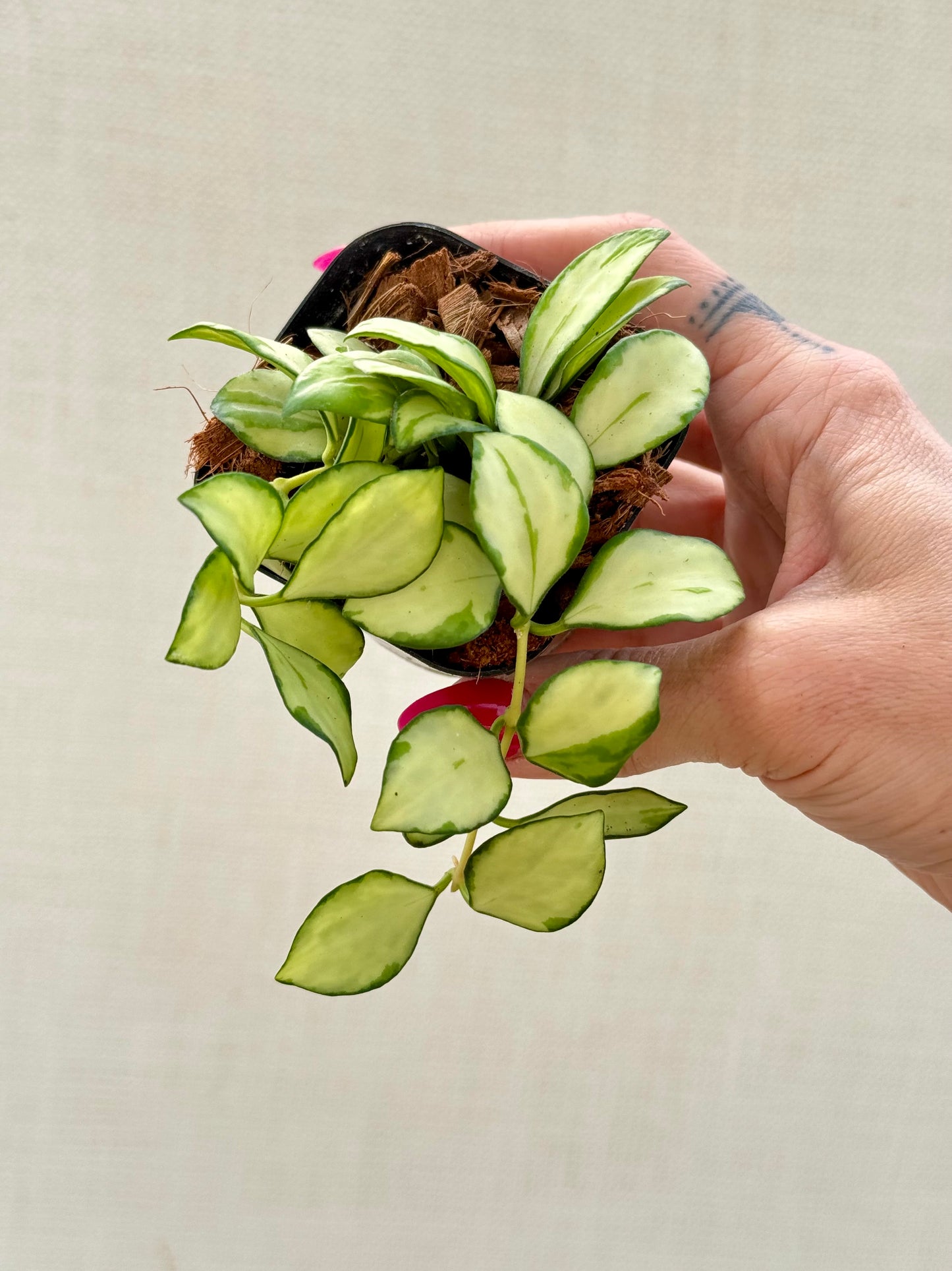 Hoya Heuschkeliana Variegated