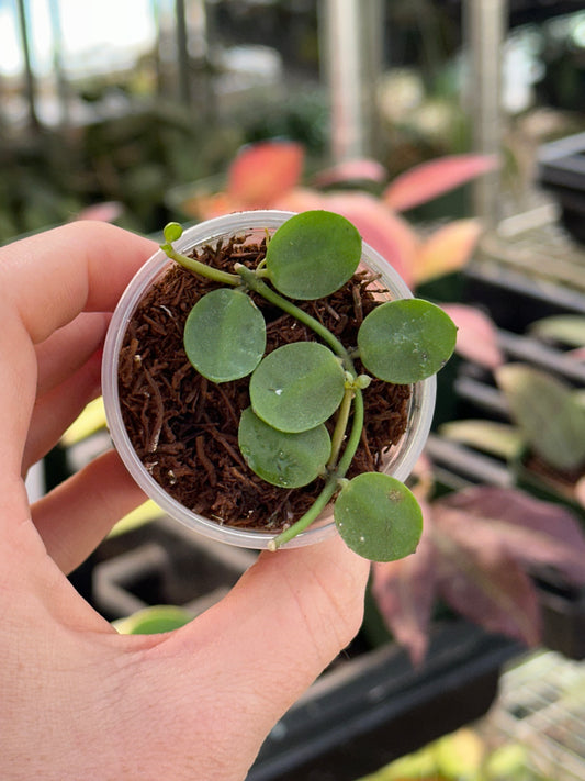 Dischidia Major