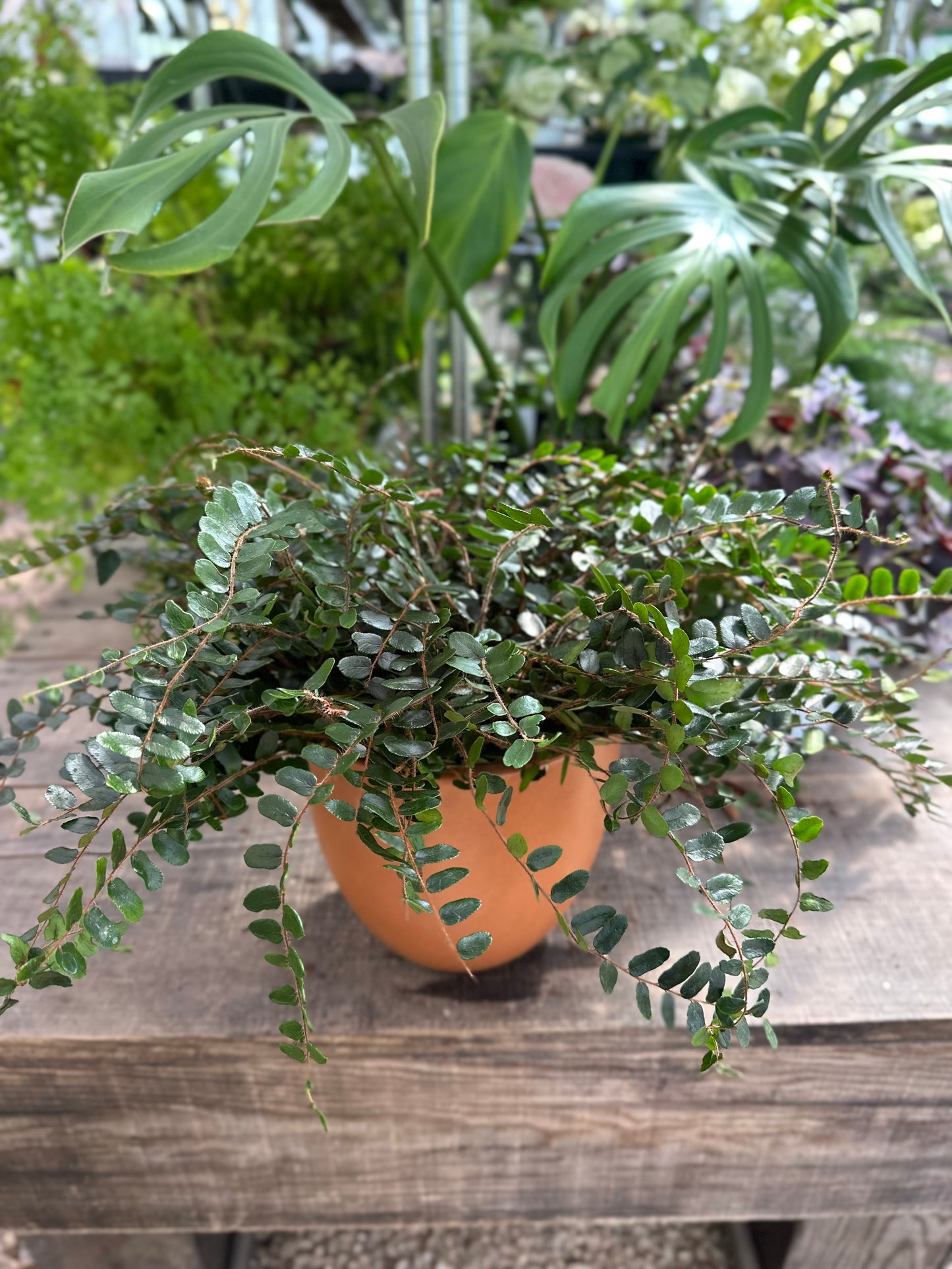 Button Fern