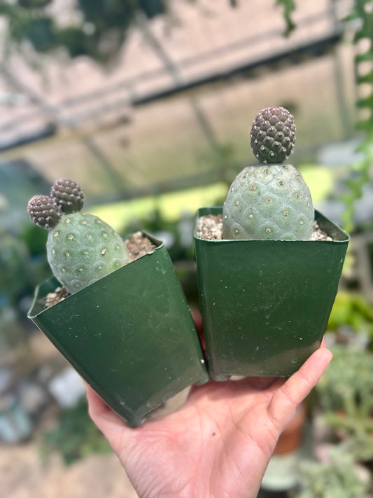 Tephrocactus Geometricus