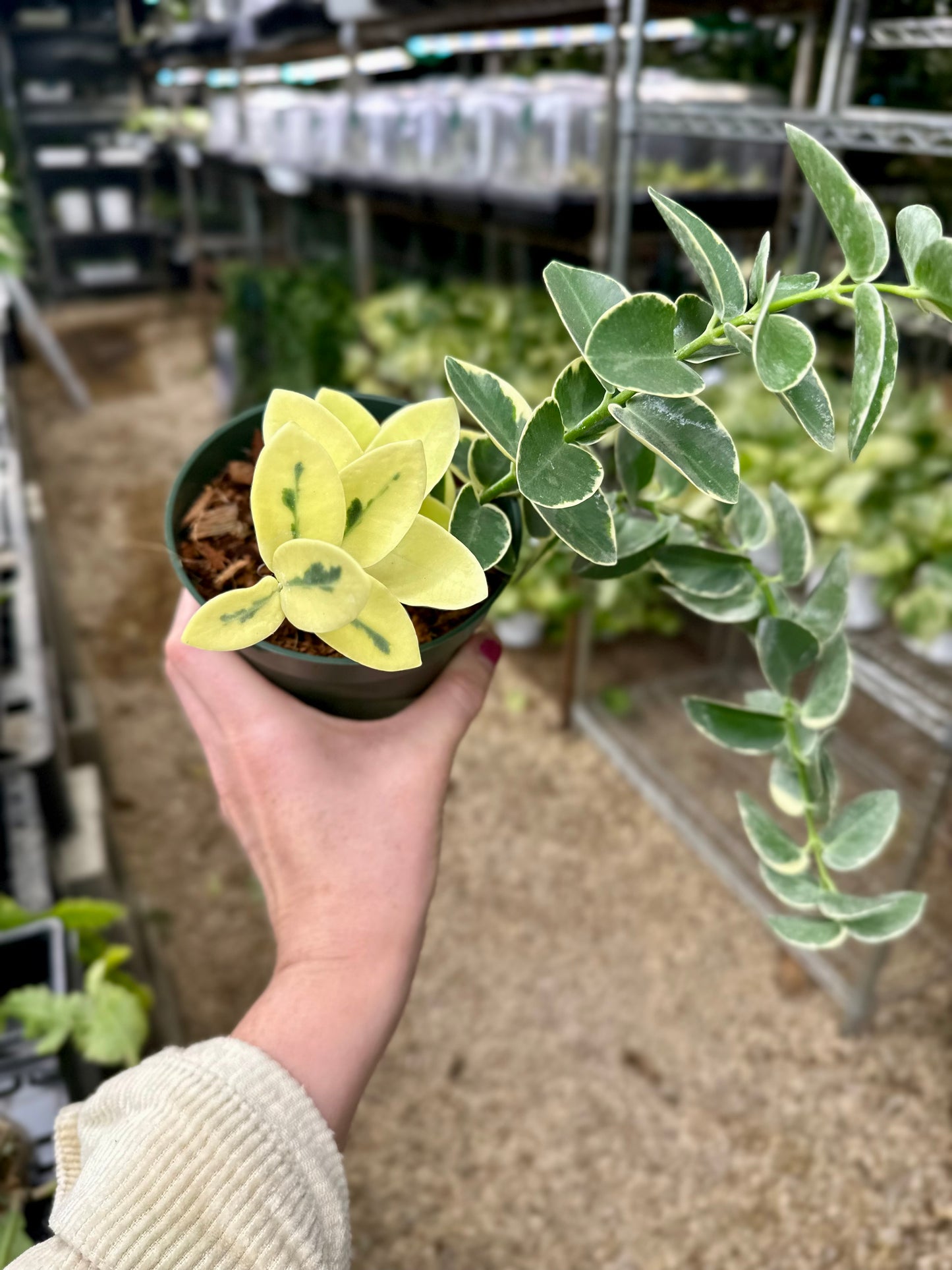 Hoya Cummingiana Albomarginata