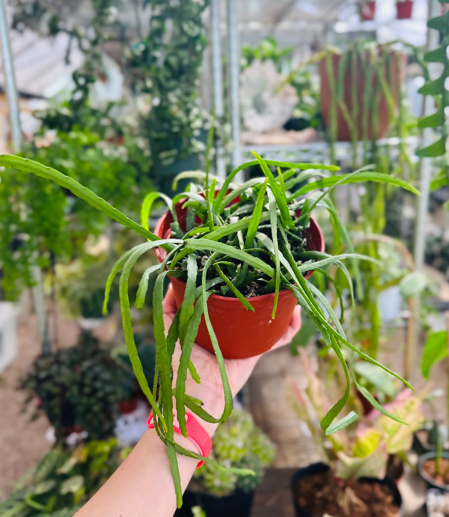 Rhipsalis Boliviana