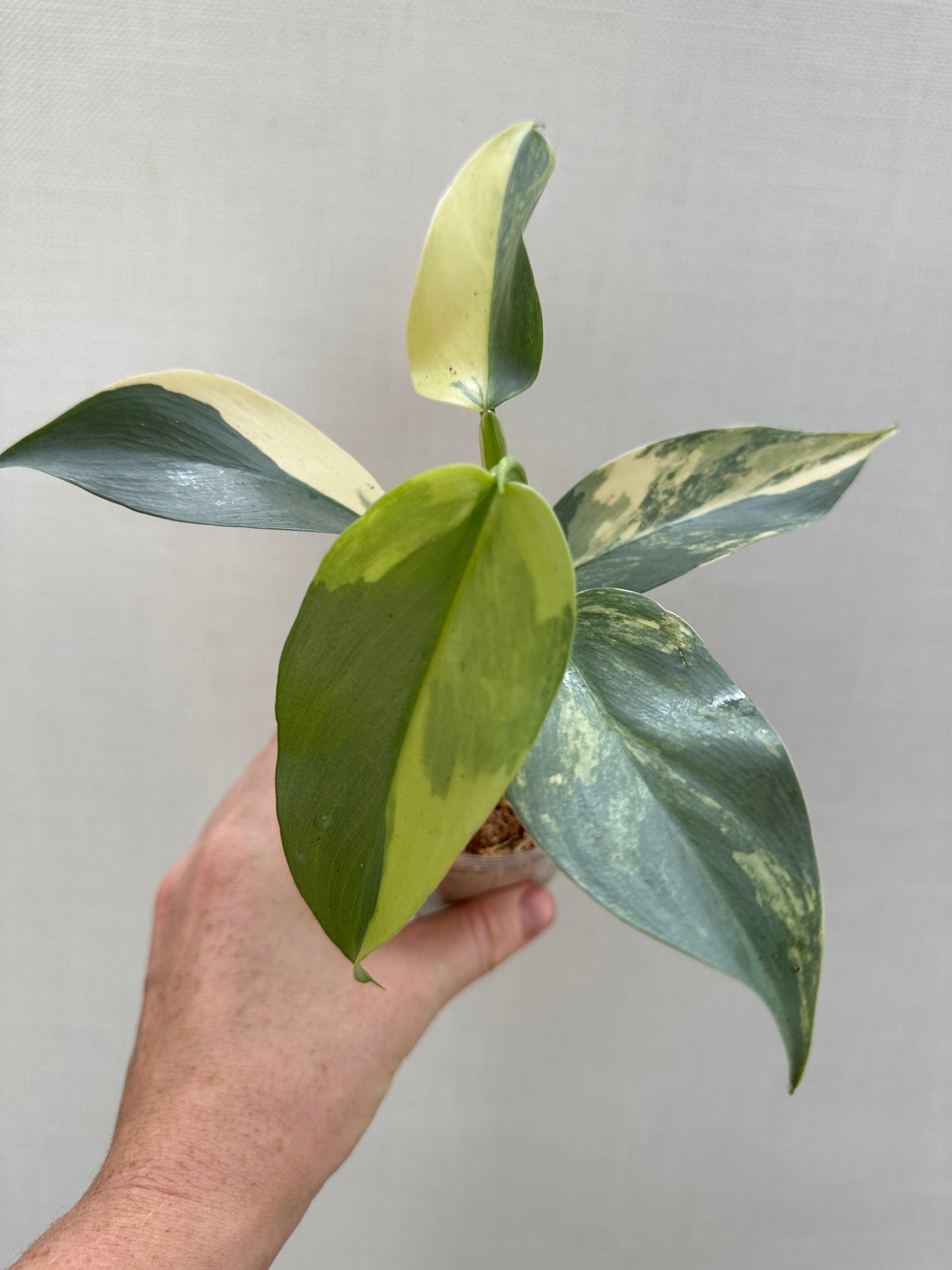 Variegated Silver Sword