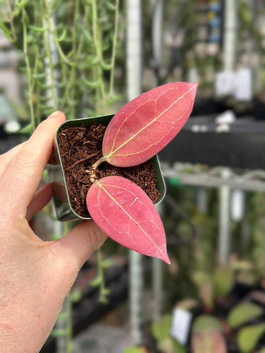 Hoya Tequila Sunrise