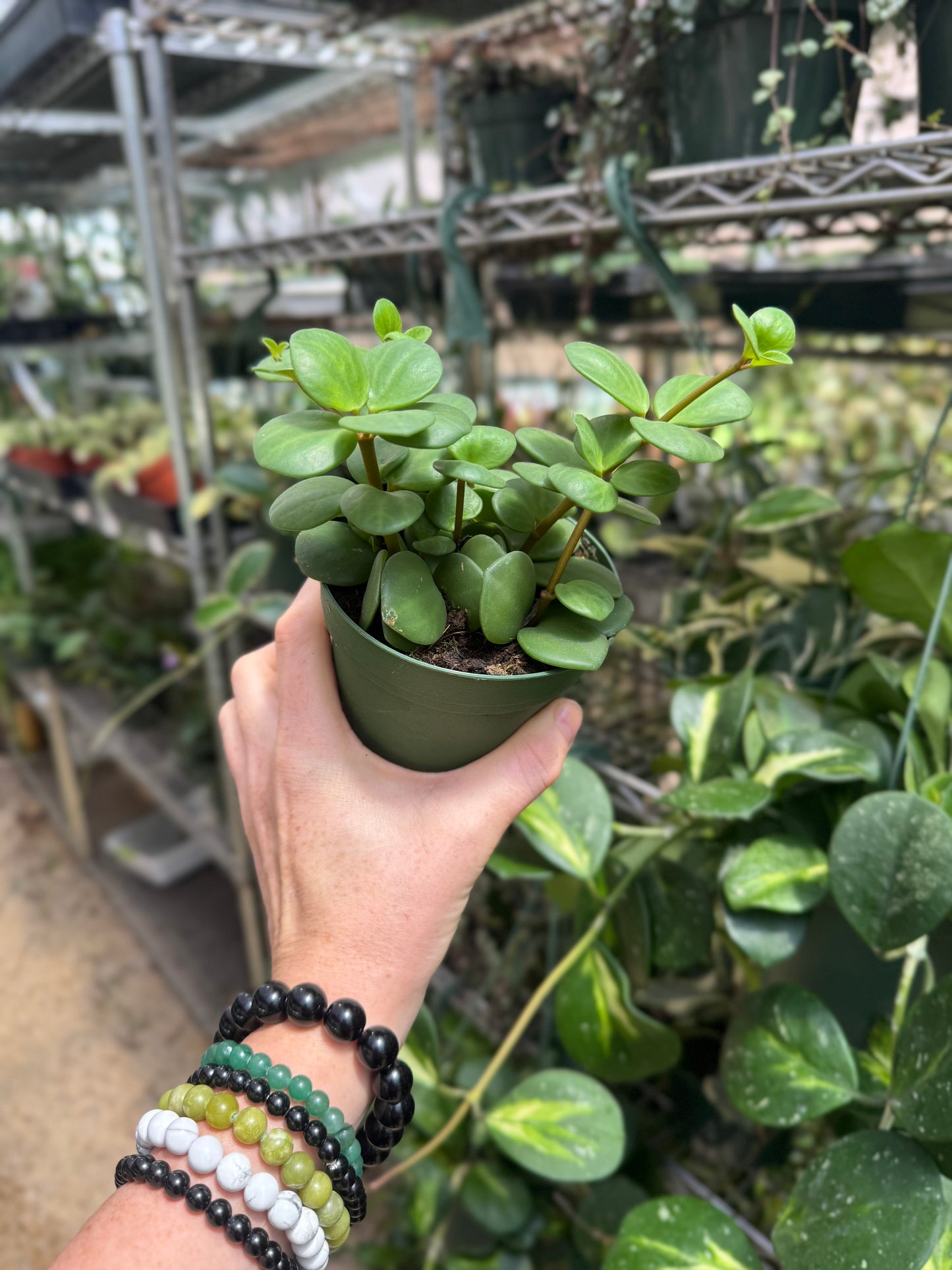 Peperomia Hope