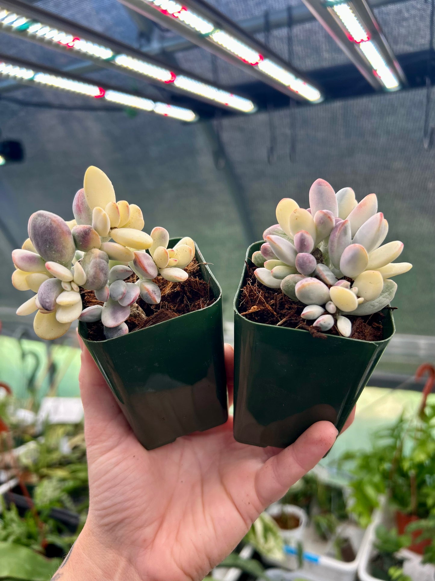 Cluster Cotyledon Orbiculta