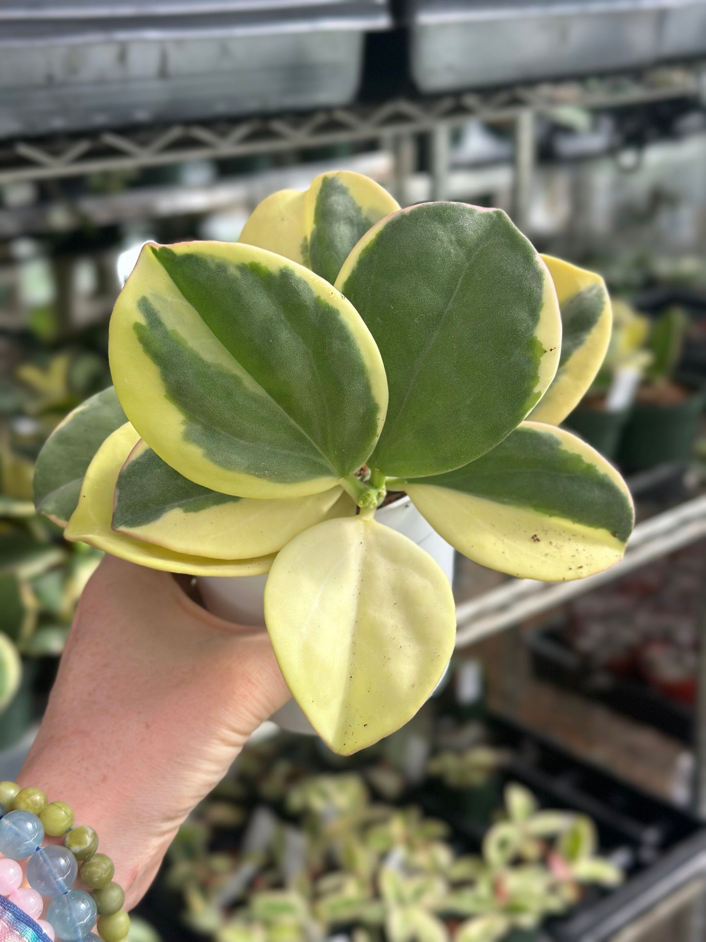 Variegated Pachyclada