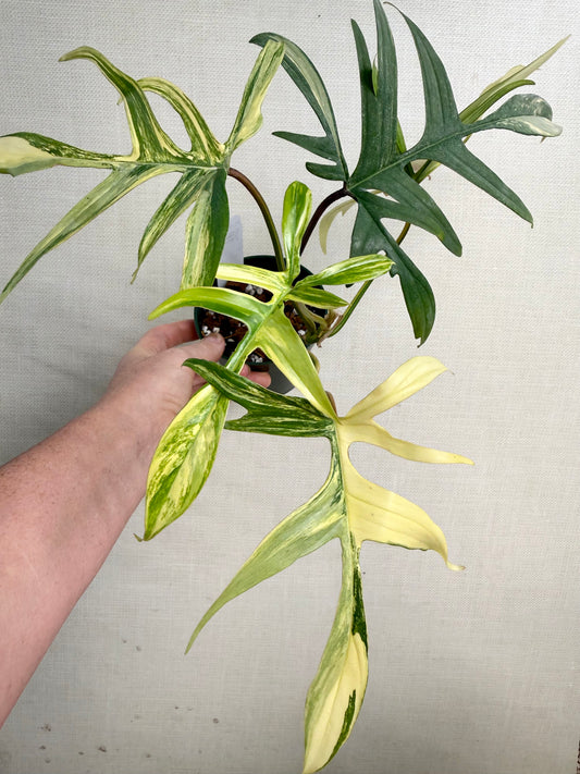 Variegated Polypoides X Florida Beauty