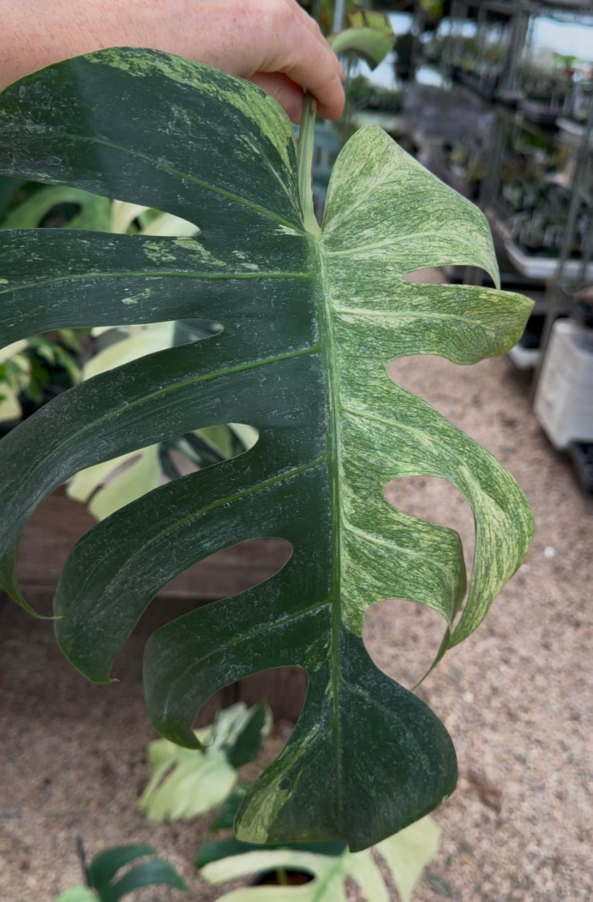 Monstera Mint