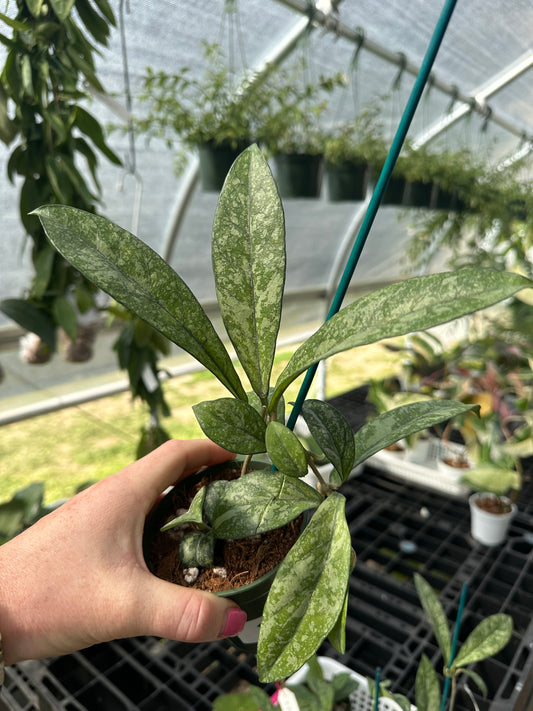 Hoya Crassipetiolata Splash
