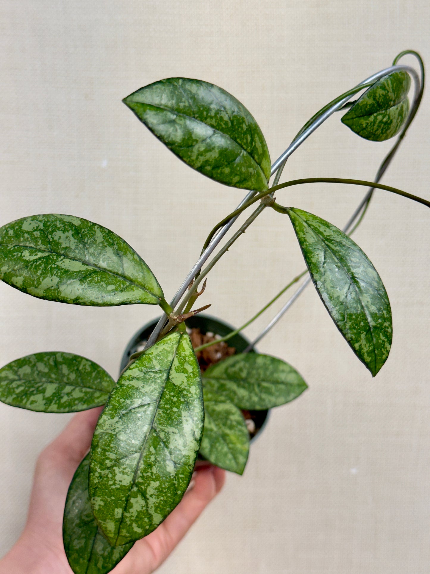 Hoya Crassipetiolata Splash