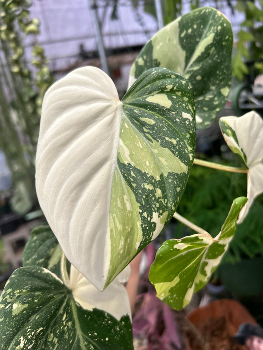 Variegated Philodendron Gloriosum