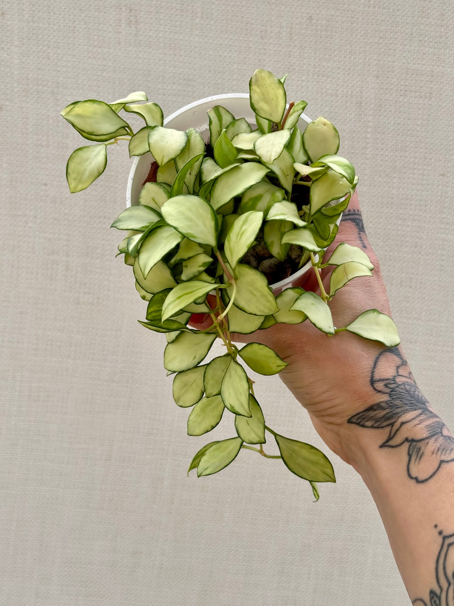 Hoya Heuschkeliana Variegated