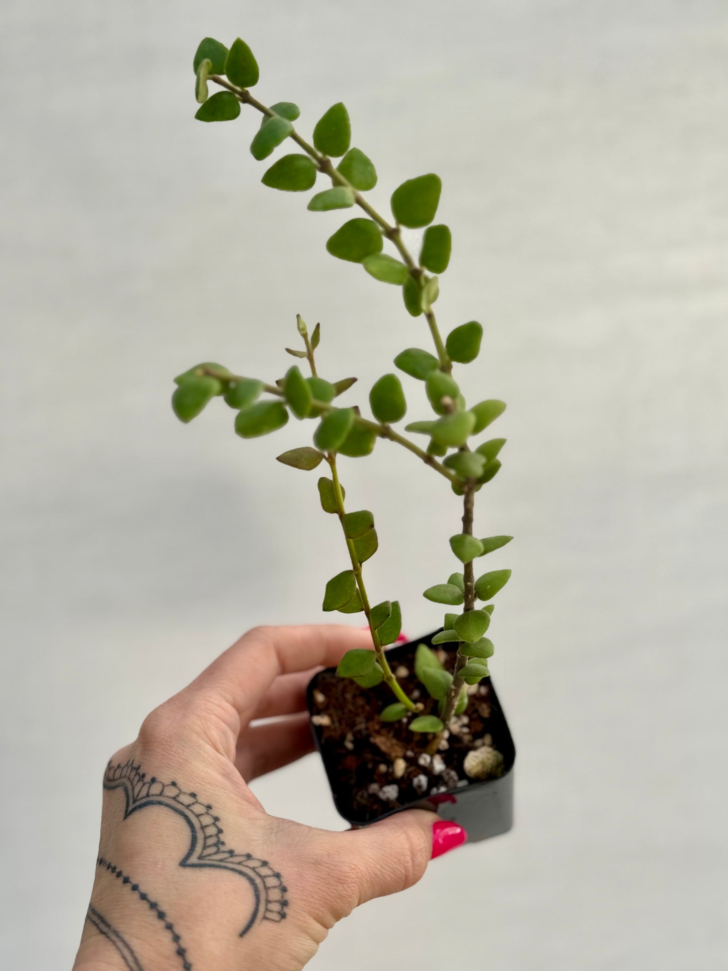 Hoya Chinghungensis