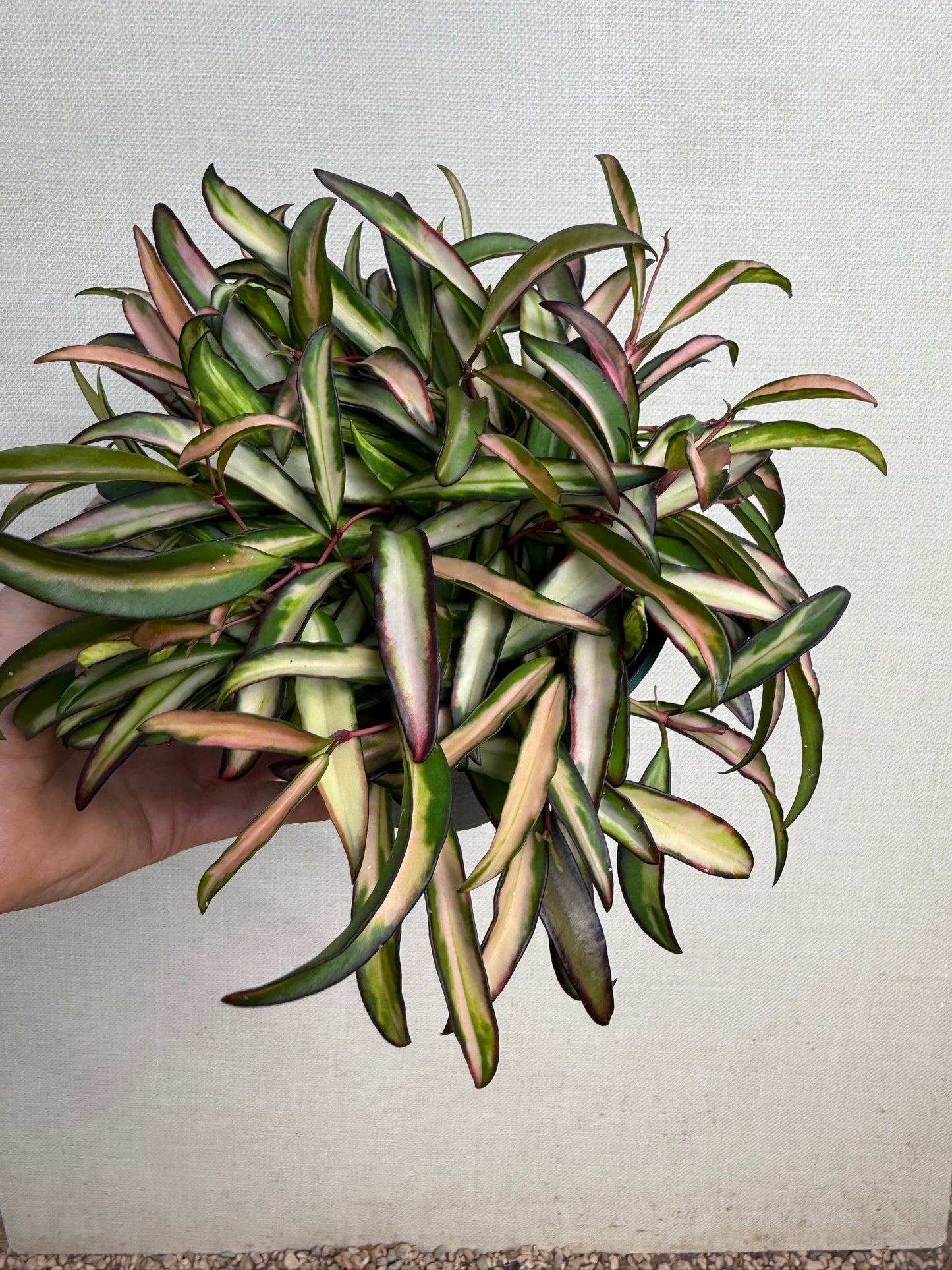Hoya Wayetii Variegated