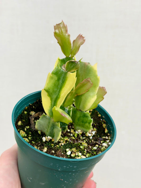 Variegated Thanksgiving Cactus