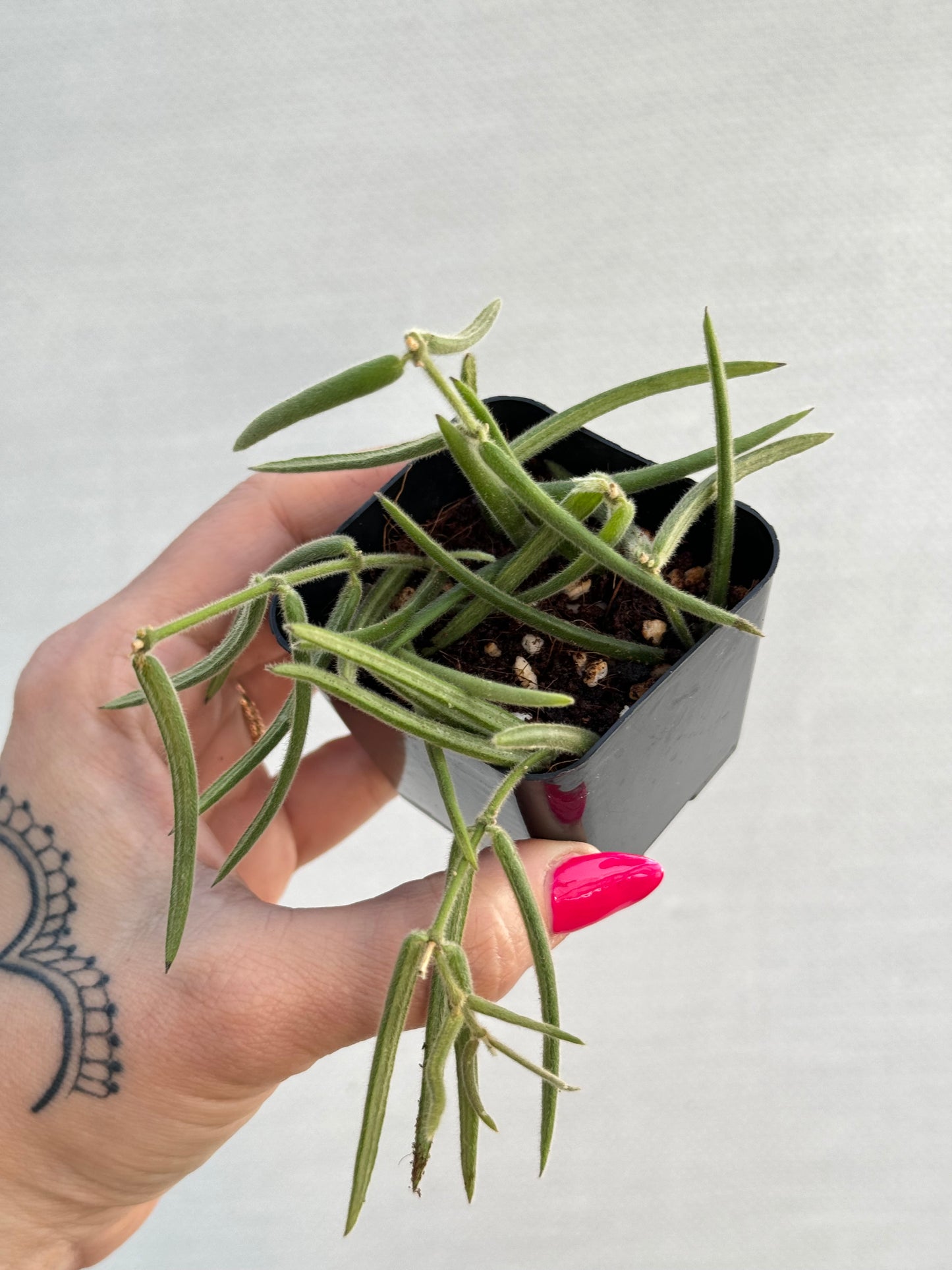 Hoya Linearis