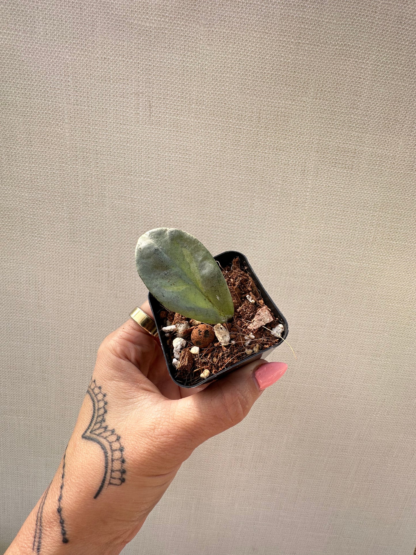 Hoya Argentea Princess