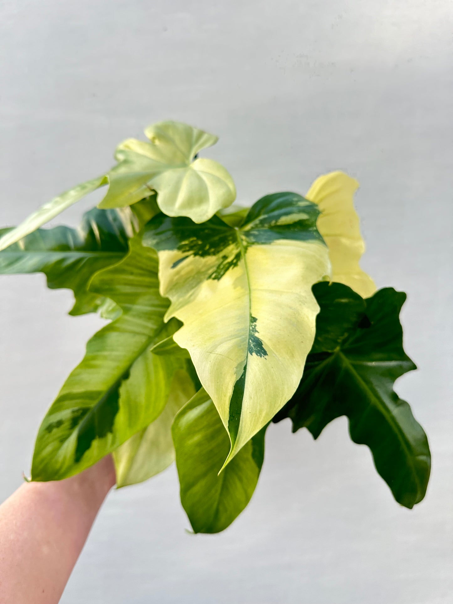 Variegated Philodendron Mint Dragon