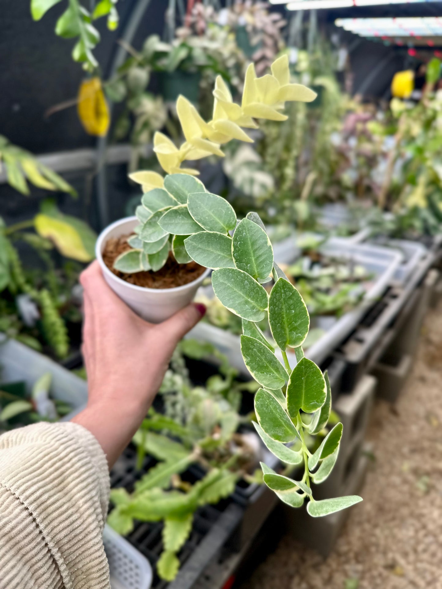 Hoya Cummingiana Albomarginata