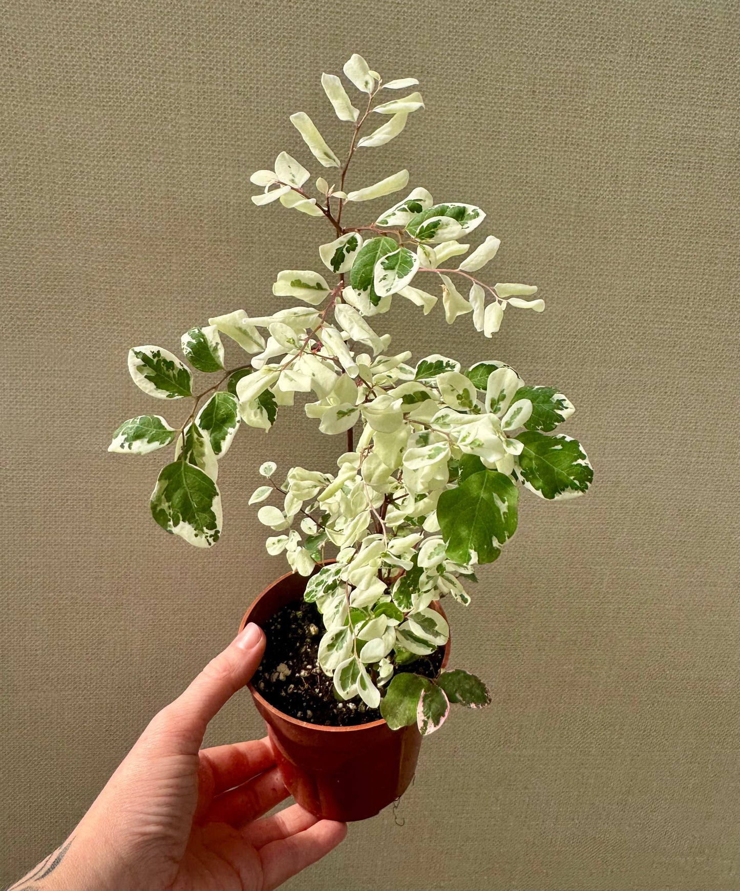 Breynia Disticha “Snowbush”