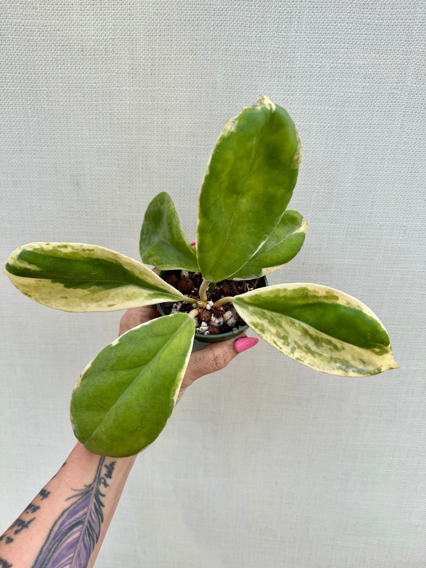 Hoya Incrassata Eclipse