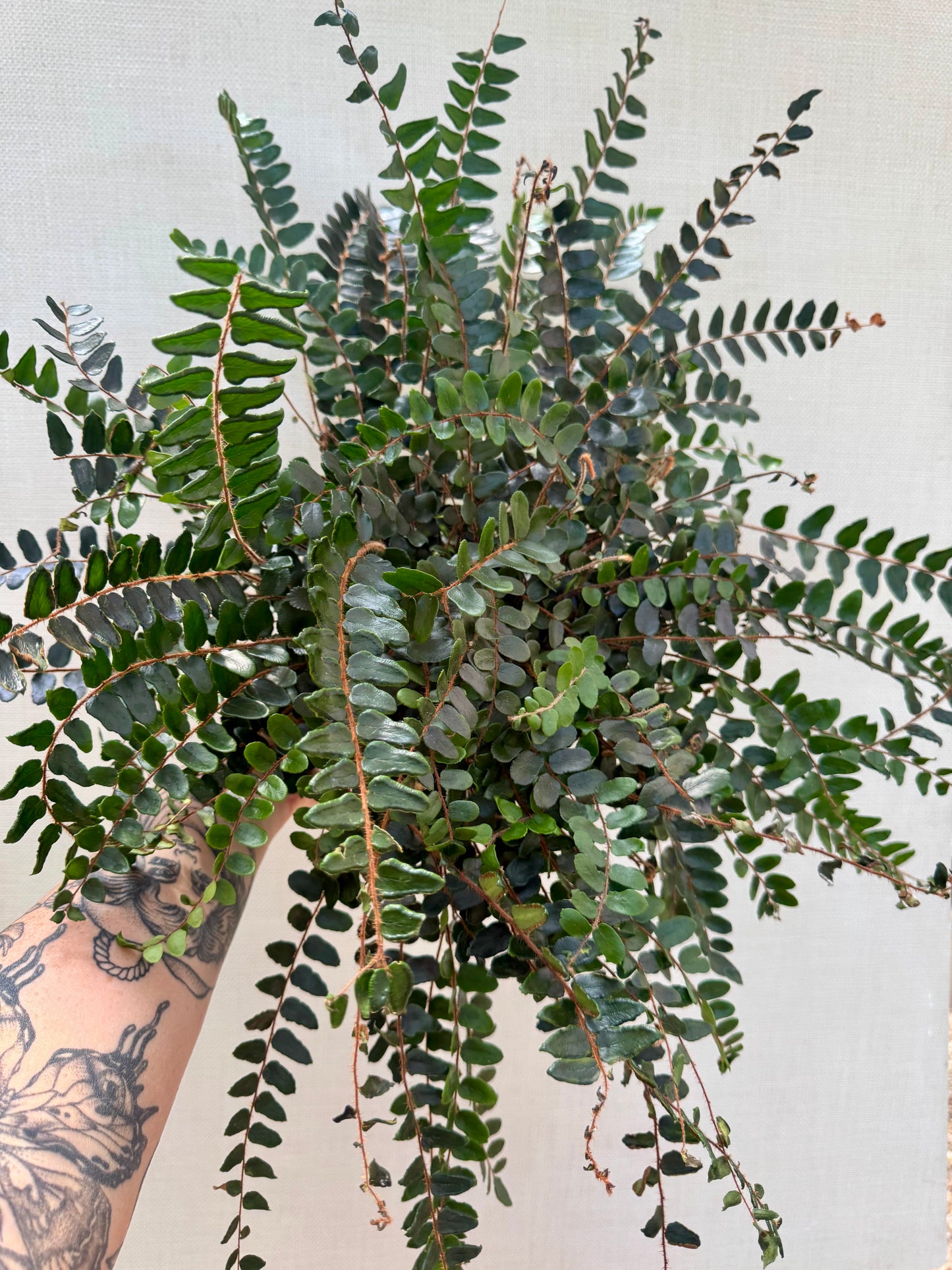Button Fern