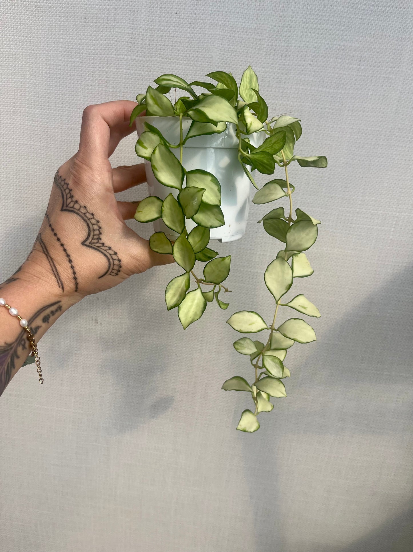 Hoya Heuschkeliana Variegated