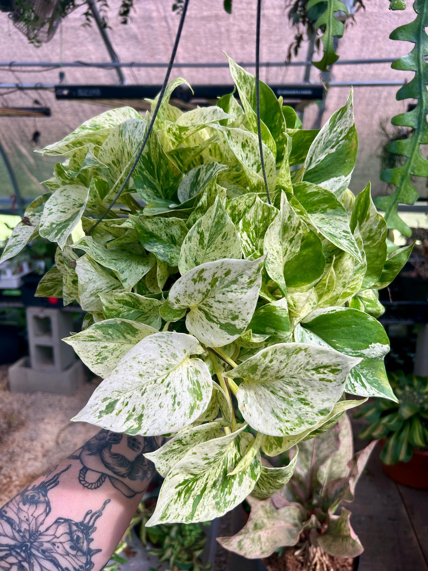 Snow Queen Pothos